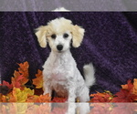 Small #3 Bichpoo