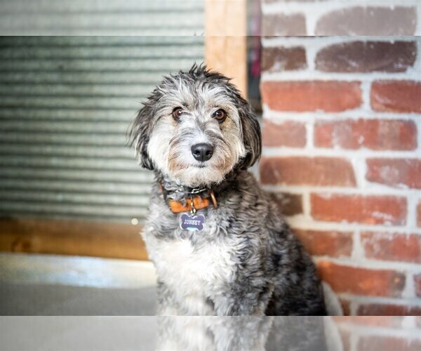 Medium Photo #1 Aussiedoodle Miniature  Puppy For Sale in St. Louis Park, MN, USA