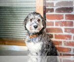Small Photo #1 Aussiedoodle Miniature  Puppy For Sale in St. Louis Park, MN, USA