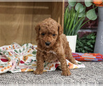 Small #4 Poodle (Miniature)