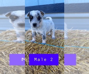 Australian Cattle Dog Puppy for sale in TOPPENISH, WA, USA