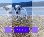 Small Photo #1 Australian Cattle Dog Puppy For Sale in TOPPENISH, WA, USA