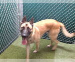 Small German Shepherd Dog
