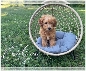 Poodle (Toy) Puppy for Sale in NIANGUA, Missouri USA