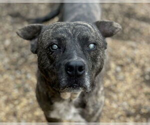 Winston - Male Mountain Cur-Unknown Mix Dog for Adoption - Photo #4