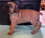 Small #6 Boerboel-Cane Corso Mix