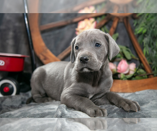 Medium Photo #31 Great Dane Puppy For Sale in SHELBY, OH, USA