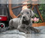 Small Photo #31 Great Dane Puppy For Sale in SHELBY, OH, USA