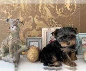 Yorkshire Terrier Puppy for sale in CHICAGO, IL, USA