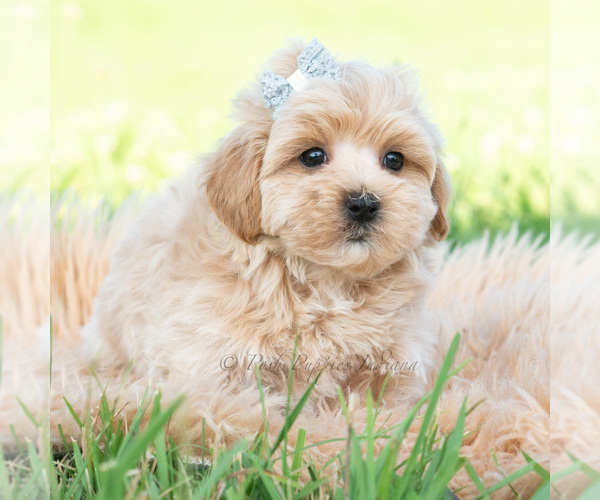 Medium Photo #3 Maltipoo (Toy) Puppy For Sale in WARSAW, IN, USA