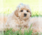Small #2 Maltipoo (Toy)