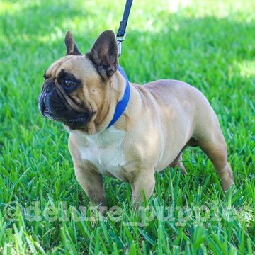 Medium Photo #9 French Bulldog Puppy For Sale in COUNTRY LAKES, FL, USA