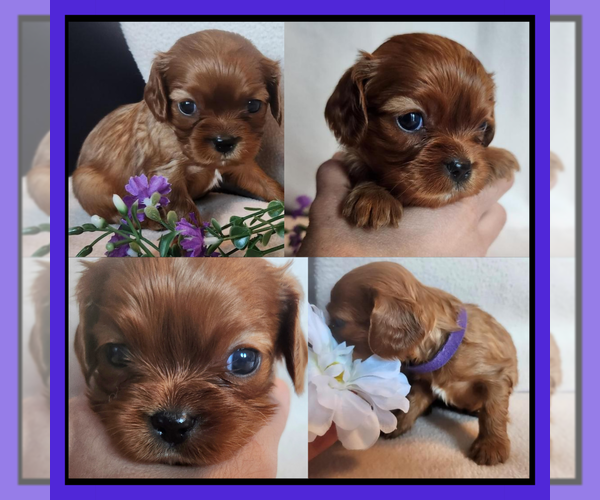 Medium Photo #2 Cavalier King Charles Spaniel Puppy For Sale in LOGAN, UT, USA