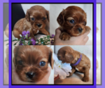Small Photo #2 Cavalier King Charles Spaniel Puppy For Sale in LOGAN, UT, USA