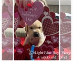 Small Photo #4 Labrador Retriever Puppy For Sale in AMITE, LA, USA
