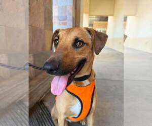 Mutt Dogs for adoption in Visalia, CA, USA