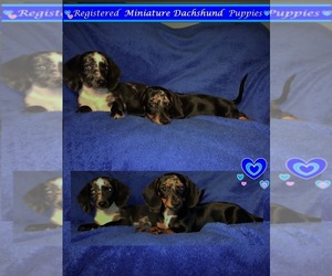 Dachshund Puppy for sale in GREENVILLE, TX, USA