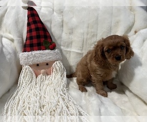 Cavalier King Charles Spaniel Puppy for sale in COALGATE, OK, USA
