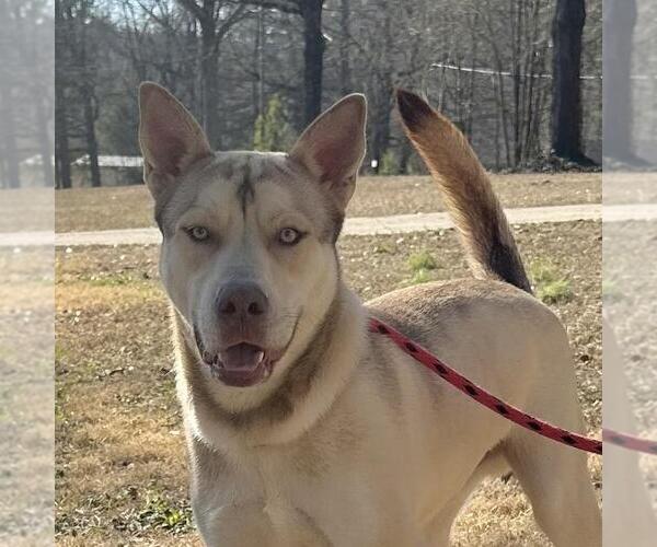 Medium Photo #1 Siberian Husky-Unknown Mix Puppy For Sale in Yardley, PA, USA