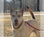 Small Siberian Husky Mix