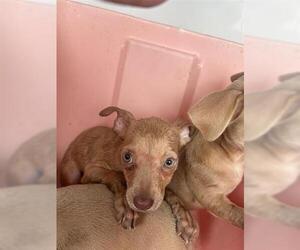 Chihuahua-Unknown Mix Dogs for adoption in Houston, TX, USA