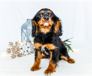 Medium Cavalier King Charles Spaniel