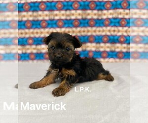 Yorkshire Terrier Puppy for sale in WINNSBORO, LA, USA