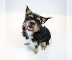 Small #3 Mutt