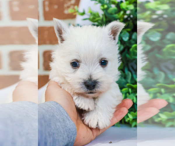 Medium Photo #7 West Highland White Terrier Puppy For Sale in SYRACUSE, IN, USA
