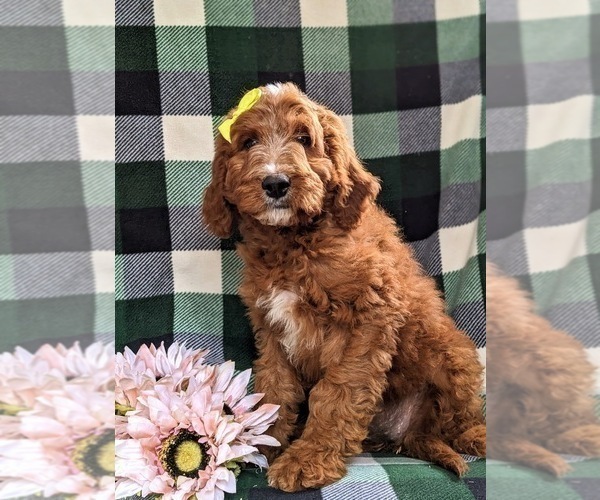 Medium Photo #4 Irish Setter-Poodle (Miniature) Mix Puppy For Sale in BIRD IN HAND, PA, USA