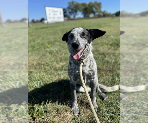 Medium Photo #1 Mutt Puppy For Sale in Bolivar, MO, USA