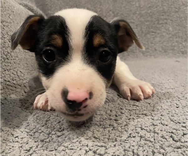 Medium Photo #12 Jack Russell Terrier Puppy For Sale in RICHMOND, MI, USA
