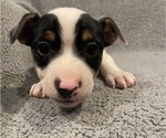 Small #11 Jack Russell Terrier