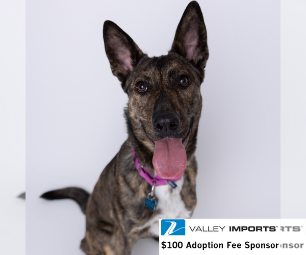 Medium Photo #7 Mutt Puppy For Sale in Fargo, ND, USA