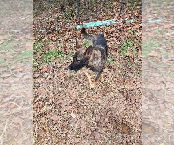 Medium Photo #1 German Shepherd Dog Puppy For Sale in BEAVER, OH, USA