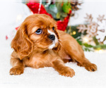 Small Photo #4 Cavalier King Charles Spaniel Puppy For Sale in WAKARUSA, IN, USA