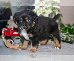 Puppy Diamond Miniature Australian Shepherd