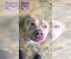 Susie - Female American Pit Bull Terrier-Unknown Mix Dog for Adoption - Photo #7