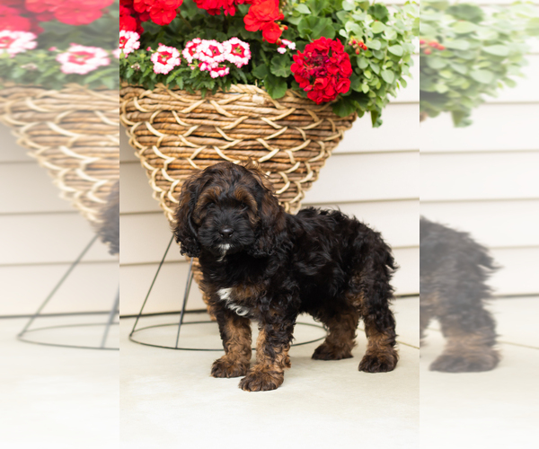 Medium Photo #5 Cocker Spaniel-Poodle (Miniature) Mix Puppy For Sale in MILLERSBURG, IN, USA