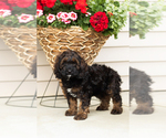 Small #4 Cocker Spaniel-Poodle (Miniature) Mix