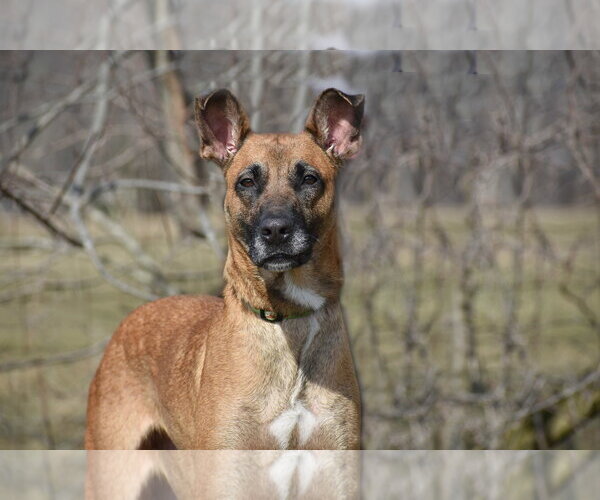 Medium Photo #3 Mutt Puppy For Sale in Spring Lake, NJ, USA
