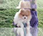 Puppy Puppy 2 Pomeranian