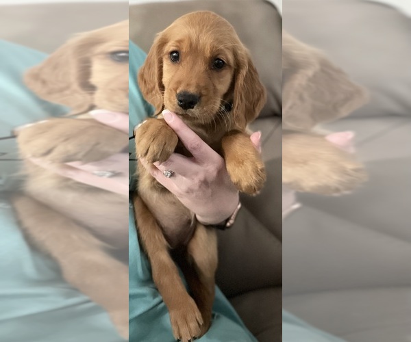 Medium Photo #1 Golden Retriever Puppy For Sale in JASPER, AL, USA