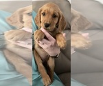 Small Photo #1 Golden Retriever Puppy For Sale in JASPER, AL, USA