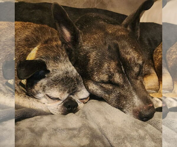 Medium Photo #7 Mutt Puppy For Sale in Fargo, ND, USA