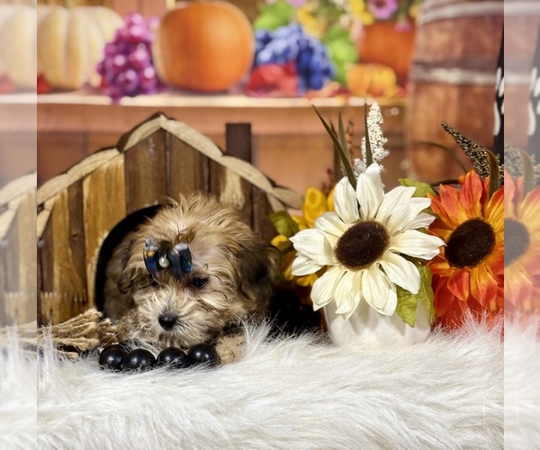 Medium Photo #13 Yo-Chon Puppy For Sale in RIPLEY, MS, USA