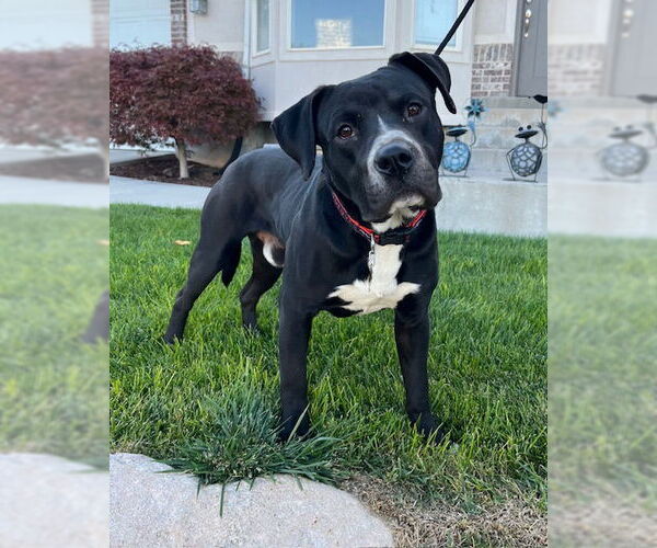 Medium Photo #4 American Pit Bull Terrier-Unknown Mix Puppy For Sale in Sandy, UT, USA