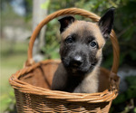 Puppy Comet Belgian Malinois