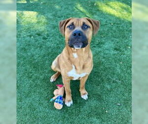 American Pit Bull Terrier Dogs for adoption in Salinas, CA, USA