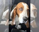 Small #4 Basset Hound